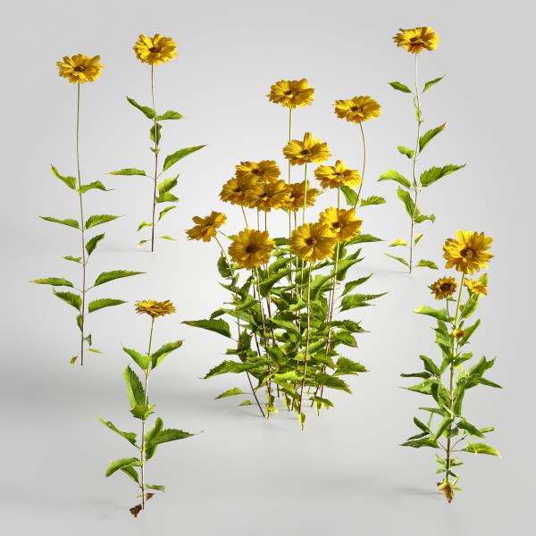 Flower 3D Model - دانلود مدل سه بعدی گل  - آبجکت سه بعدی گل  - دانلود آبجکت سه بعدی گل  - دانلود مدل سه بعدی fbx - دانلود مدل سه بعدی obj -Flower 3d model- Flower 3d Object - Flower OBJ 3d models - Flower FBX 3d Models - Outdoor-گیاهان بیرونی 